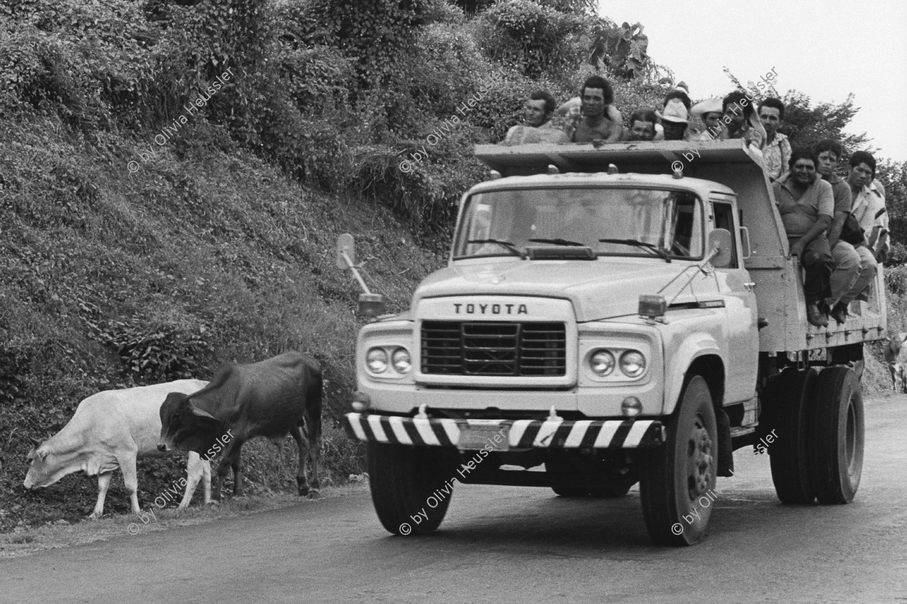 Image of sheet 19850471 photo 15: Männer fahren auf Lastwagen an Rindern auf der Strasse vorbei zur Arbeit. El Salvador 10.85 truck animal cattle men transport camion 
Zentralamerika Centralamerica El Salvador 1985 √

© 1985, OLIVIA HEUSSLER / www.clic.li