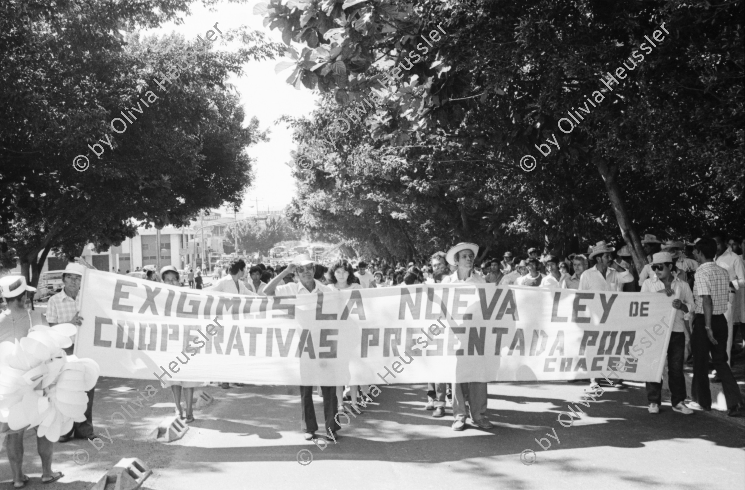 Image of sheet 19850540 photo 21: Grosse Gewerkschafts Demonstration der Cooperativisten durch San Salvador. El Salvador 1985
Gewerkschafts Demonstration mit: Fenacoa Fedecobacen Fecoracen Manifestation Transparent mit den Angaben über die geforderten Preise von: Maiz Arroz Frijol Ajonjoli Algodon (Mais, Baumwolle, Bohnen und Reis
«Pedimos estos Precios» Wir wollen diese Preise!
Lebensmittel Preisen. Masse.