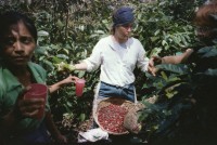Image of sheet 19851500 photo 13: I