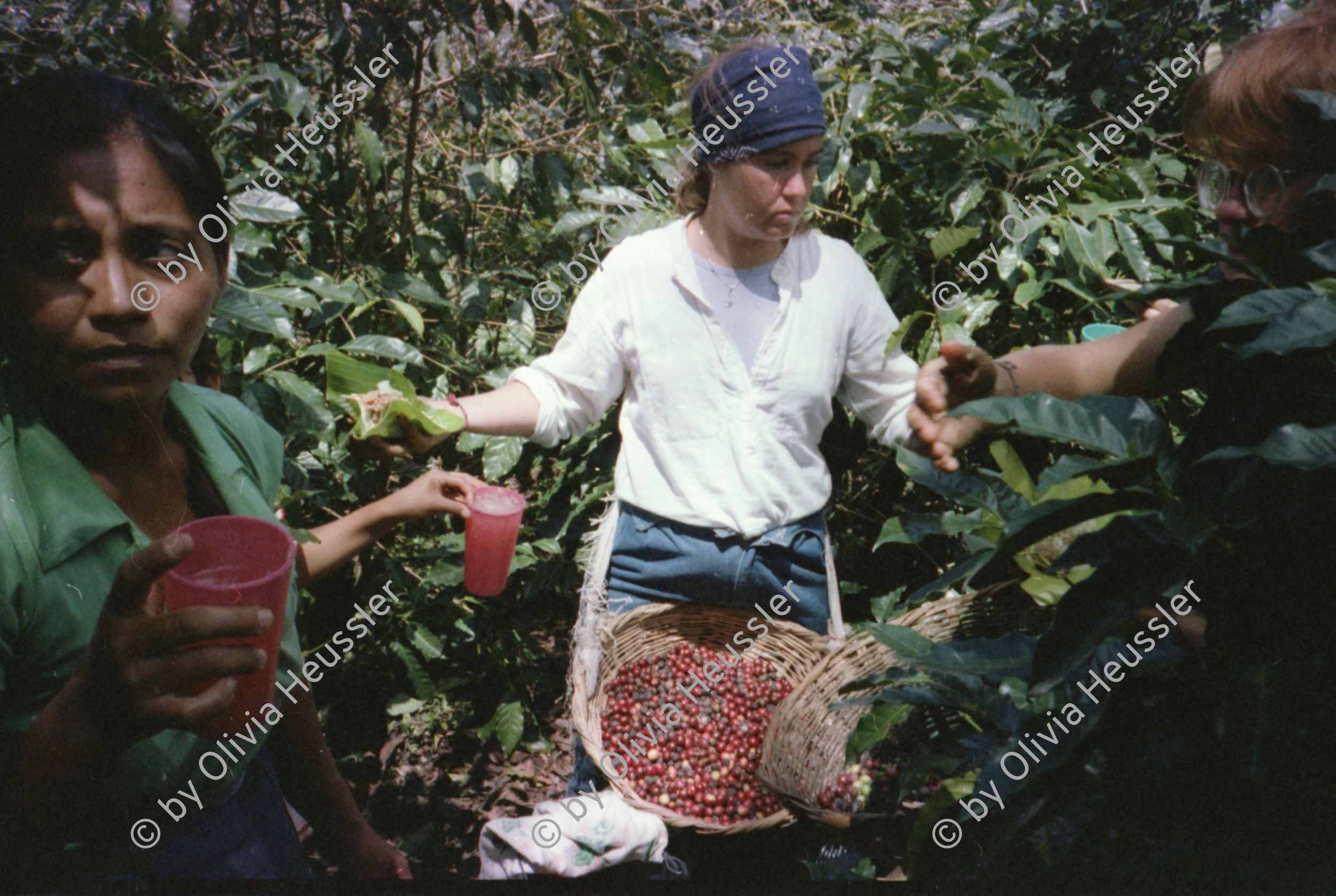 Image of sheet 19851500 photo 13: I
