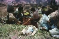 Image of sheet 19851500 photo 16: I
