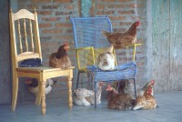 Image of sheet 19853000 photo 21: Postkarte
Huhn Stuhl Seat animal chicken Möbel Tiere
Aus: Der Traum von Solentiname. The Dream of Solentiname p.110
Exhibition: »Bildbruchbild« University of Zurich, 1991