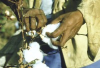 Image of sheet 19853000 photo 26: Nicaragua, Zentralamerika.