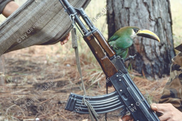 Image of sheet 19853000 photo 30: Un toucan est installé sur une Kalachnikov AK-47 soviétique. Il sert comme un porte-bonheur. Front du nord. Nicaragua
p.87




Ein Tukan hat sich auf der sovietischen Kalaschnikov AK-47 niedergelassen. Er dient in der sandinistischen Armee als Glücksbringer. Segovias, Nicaragua 04.85 1985 √ Aus: von Zeit zu Zeit Out of: from Time to Time Out of: Der Traum von Solentiname / The dream of Solentiname / El sueño de Solentiname page 87 color La Sandrita, Santa Clara, Dpto. de Nueva Segovia, 1985 
Exhibition: Contres Pouvoirs, Altkirch 2017
Kunstszene Zürich 1986 in der Züspa-Halle Zürich
Ankauf Kanton Zürich, Ins. Nr. 7743