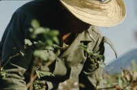 Image of sheet 19853000 photo 58: Ein Soldat trocknet seine Militaer Uniform im Stacheldraht Geflecht an der Sonne. 1985 er Jahre. Nicaragua, Zentralamerika.

19853000 1985
Uniform: Militaer; Stiefel; Soldaten; Unterwaesche; Schuhe; trocknen; Gewaschen; Waschen; sonne