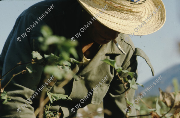 Image of sheet 19853000 photo 58: Ein Soldat trocknet seine Militaer Uniform im Stacheldraht Geflecht an der Sonne. 1985 er Jahre. Nicaragua, Zentralamerika.

19853000 1985
Uniform: Militaer; Stiefel; Soldaten; Unterwaesche; Schuhe; trocknen; Gewaschen; Waschen; sonne