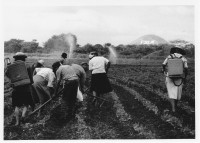 Image of sheet 19860030 photo 3: Frauen arbeiten auf dem Feld