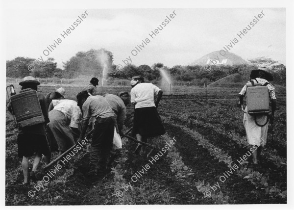 Image of sheet 19860030 photo 3: Frauen arbeiten auf dem Feld