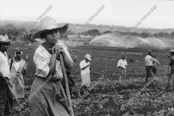 Image of sheet 19860030 photo 4: Viele Frauen in der Landwirtschaft ersetzen ihre Kollegen die ins Militär eingezogen wurden. Nicaragua 1985 √
Auf dem Filmset INCINE cinema farming farm agriculture campesinas frauen women woman 
Managua

Aus: Der Traum von Solentiname/The dream of Solentiname/El sueño de Solentiname