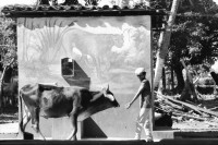 Image of sheet 19860040 photo 17: Kuh steht in einem Restaurant vor dem Bad und einem gemalten Panter auf der Wand. Wandbild Ein Junge führt sie durch's Restaurant und spielt mit ihr.