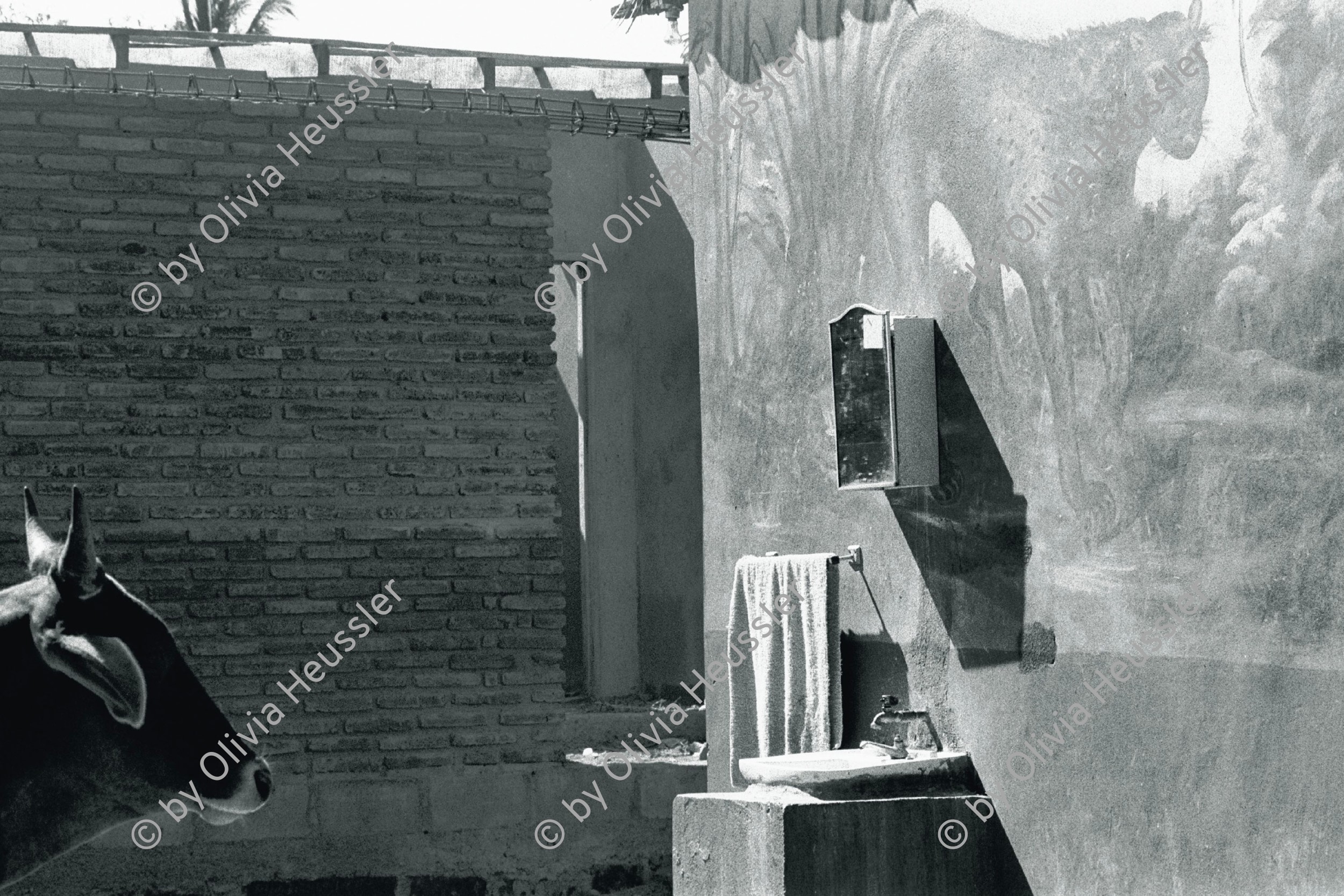 Image of sheet 19860040 photo 21: in einem Restaurant vor dem Bad und einem gemalten Panter auf der Wand. Wandbild Graffiti Mural animal bath wc lavabo 
art popular arte Kunst arte cow kunstmaler painting hand wash mirror

A cow stands in front of restaurant- bathroom with jaguar painting. Granada 
Painted by Casa Cultural Esteli, 125x91 cm

Der Traum von Solentiname
Out of: The dream of Solentiname / El sueño de Solentiname page 42

Out of: From time to time  / Von Zeit zu Zeit
gerahmt framed passepartout 37 x 52 cm
Exhibition: Ateliers Ouverts, Mulhouse 2018

Silvergelatine Print 39x85 signed
Shadows and other Natures, Zürich 2022
Title. Unerwarteter Besuch im Badezimmer, Granada, Nicaragua, 1986. 50 x 60 cm inkl pp Heussler rahmen Sammlung Märkli 1800.-