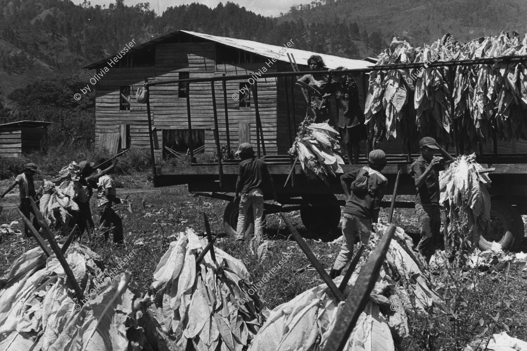 Image of sheet 19860060 photo 27: Tabakernte Tobacco Ernte in der Grenzregion zu Honduras. Jalapa Nicaragua 1986 √