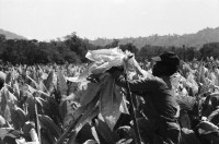Image of sheet 19860060 photo 28: I