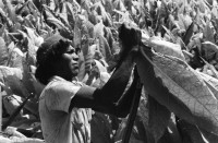 Image of sheet 19860060 photo 30: In Jalapa