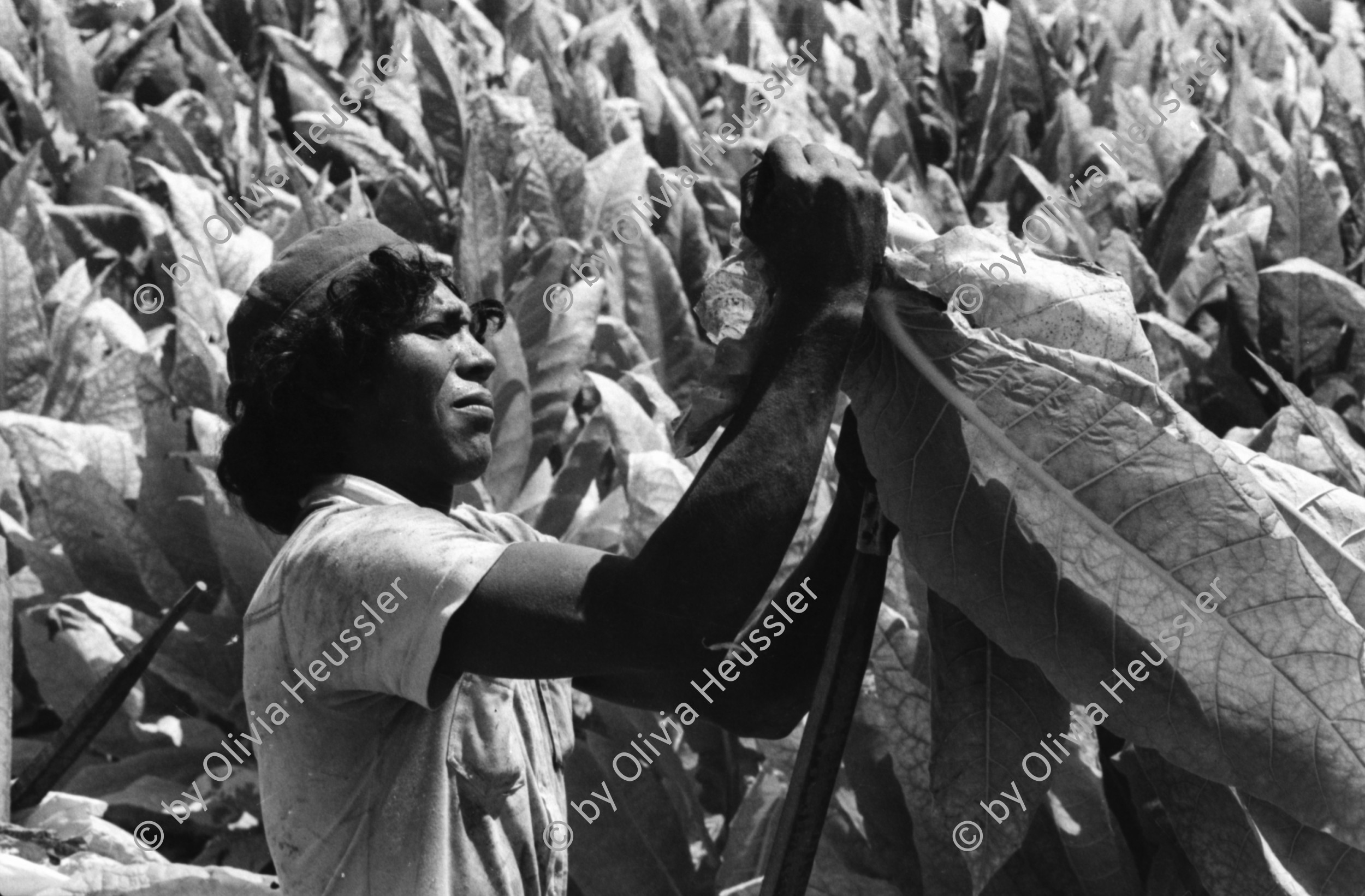 Image of sheet 19860060 photo 30: In Jalapa
