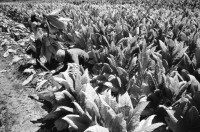 Image of sheet 19860060 photo 32: In Jalapa