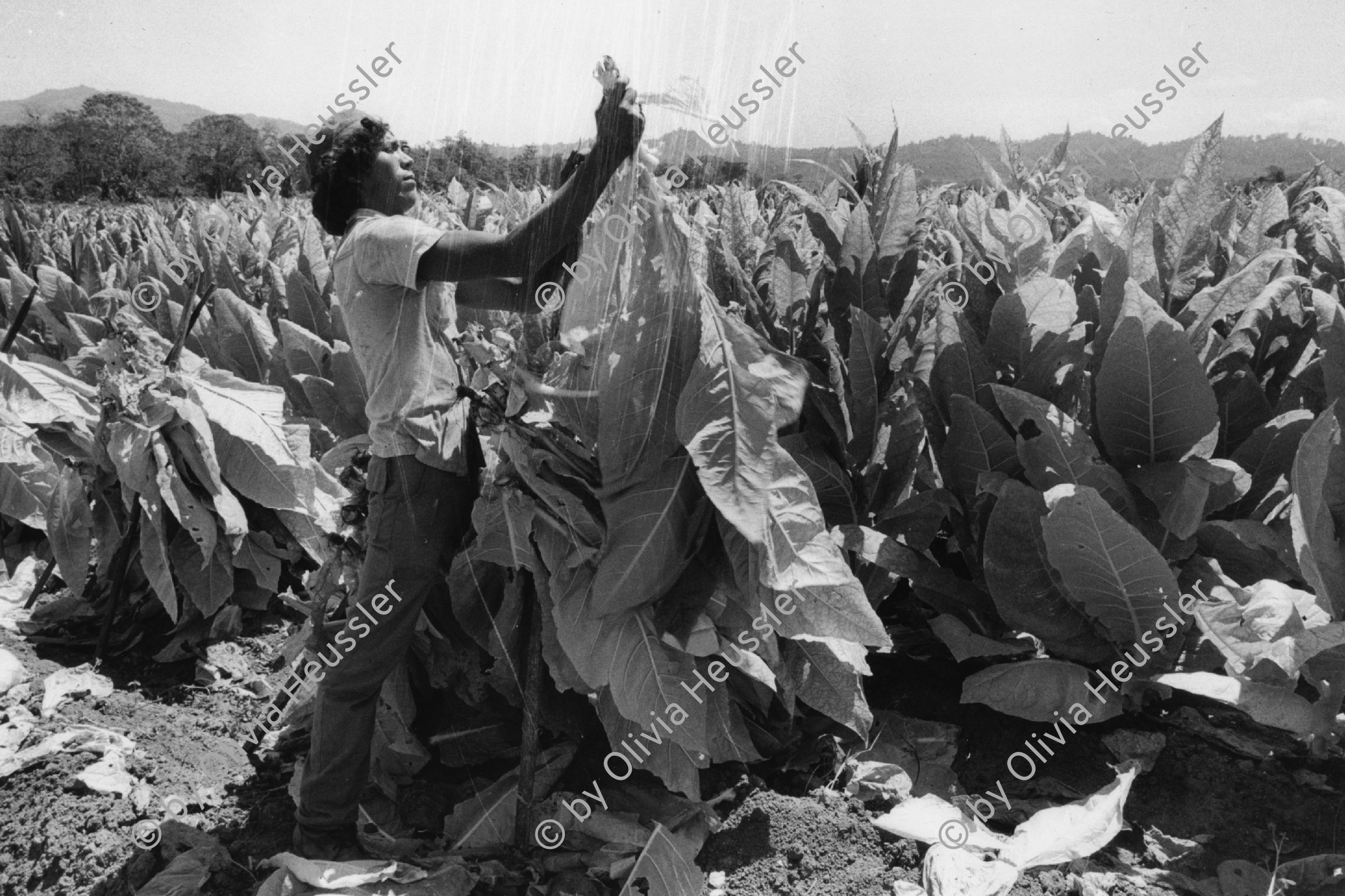 Image of sheet 19860060 photo 36: Mann enrntet Tabak