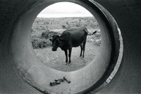 Image of sheet 19860120 photo 13: Ein Rind (Kuh) steht vor einer Betonröhre mit Knochen, im Hintergrund die Vulkane Momotombo am Managuasee, Managua Nicaragua 1986.
Aus: Der Traum von Solentiname / The dream of Solentiname / El sueño de Solentiname page 43

En el lago de Managua con la península de Chiltepe al fondo. Managua, 1985

animal bones hunger cattle volcan city capital kuh

copyright by Olivia Heussler
gerahmt framed passepartout 37 x 52 cm

Im Bestand der Fotostiftung Schweiz 24 x 30 cm RC Vintage 1987.014 B.0226