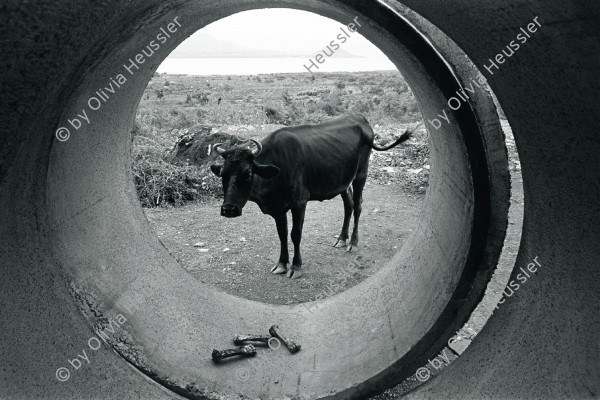 Image of sheet 19860120 photo 13: Ein Rind (Kuh) steht vor einer Betonröhre mit Knochen, im Hintergrund die Vulkane Momotombo am Managuasee, Managua Nicaragua 1986.
Aus: Der Traum von Solentiname / The dream of Solentiname / El sueño de Solentiname page 43

En el lago de Managua con la península de Chiltepe al fondo. Managua, 1985

animal bones hunger cattle volcan city capital kuh

copyright by Olivia Heussler
gerahmt framed passepartout 37 x 52 cm

Im Bestand der Fotostiftung Schweiz 24 x 30 cm RC Vintage 1987.014 B.0226