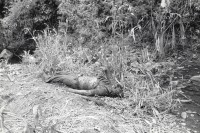 Image of sheet 19860120 photo 18: Toter Contra-Soldat, nach dem Contra-Angriff auf die Landwirtschaftskooperative Daniel Teller in Polo de Yale, Matagalpa, Nicaragua 1986.