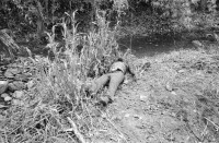 Image of sheet 19860120 photo 19: Matagalpa Nicaragua 1986 
vier negative fehlen auf Blattkopie Kontaktsheet