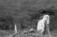 Image of sheet 19860120 photo 43: In Managua fotografiere ich eine Kuh durch ein Betonrohr vor Knochen. Im Hintergrund stehen die Vulkane Momotombo am Managuasee. Die Kuh steht da weil dort Knochen liegen, die ich aber erst in der Dunkelkammer auf dem Bild entdecke. Kinder sitzen auf Betonröhren. Eine Wasserstelle in einer Siedlung. Am 2. Juni fahr ich fürs Schweizer Fernsehen nach Polo de Yale, der Bauernkooperative Daniel Teller. Am 1. Juni am morgen nachdem 31. Mai dem Muttertagsfest greifen die Contra das von Schweizern mit Hilfe des SAH AOS erbaute Dorf an und ermorden 15 Menschen darunter ein 9- jähriges Mädchen. Ein toter Contra. Die zerstörten Häuser. Die Schule steht nicht mehr. Uebersicht. Die Frauen stehen auf den frischen Gräbern ihrer Männer. Die Kränze sind aus Plastikblumen und in Folie eingepackt. Ein kleiner Junge richtet den Blumen Kranz. Im Krankenlager von La Dalia liegen mehrere junge verletzte Frauen und Männer mit Kindern. Matagalpa Nicaragua 1986 
vier negative fehlen auf Blattkopie Kontaktsheet