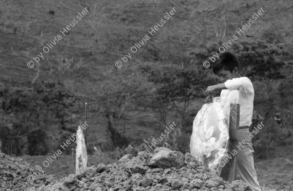 Image of sheet 19860120 photo 43: In Managua fotografiere ich eine Kuh durch ein Betonrohr vor Knochen. Im Hintergrund stehen die Vulkane Momotombo am Managuasee. Die Kuh steht da weil dort Knochen liegen, die ich aber erst in der Dunkelkammer auf dem Bild entdecke. Kinder sitzen auf Betonröhren. Eine Wasserstelle in einer Siedlung. Am 2. Juni fahr ich fürs Schweizer Fernsehen nach Polo de Yale, der Bauernkooperative Daniel Teller. Am 1. Juni am morgen nachdem 31. Mai dem Muttertagsfest greifen die Contra das von Schweizern mit Hilfe des SAH AOS erbaute Dorf an und ermorden 15 Menschen darunter ein 9- jähriges Mädchen. Ein toter Contra. Die zerstörten Häuser. Die Schule steht nicht mehr. Uebersicht. Die Frauen stehen auf den frischen Gräbern ihrer Männer. Die Kränze sind aus Plastikblumen und in Folie eingepackt. Ein kleiner Junge richtet den Blumen Kranz. Im Krankenlager von La Dalia liegen mehrere junge verletzte Frauen und Männer mit Kindern. Matagalpa Nicaragua 1986 
vier negative fehlen auf Blattkopie Kontaktsheet