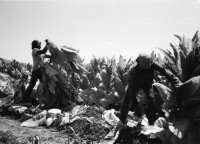Image of sheet 19860160 photo 38: © 1986, olivia heussler /www.clic.li
Aus: Der Traum von Solentiname / The dream of Solentiname / El sueño de Solentiname page 62  co deza mediathek
Aus: von Zeit zu Zeit
Self-organized day care center. El Canton Cooperative Dep. Matagalpa
Guarderia infantil organizada por la cooperativa 

Im neuen Kindergarten der Kaffeecooperative El Canton, Nicaragua 07.86 1986 schlafen die Kleinkinder in kleinen Hängematten. √ Kindergarden

© 1986, OLIVIA HEUSSLER / www.clic.li

gerahmt framed with passepartout 37 x 52 cm
Press archive printed media published with the use of a photography by Olivia Heussler: book.