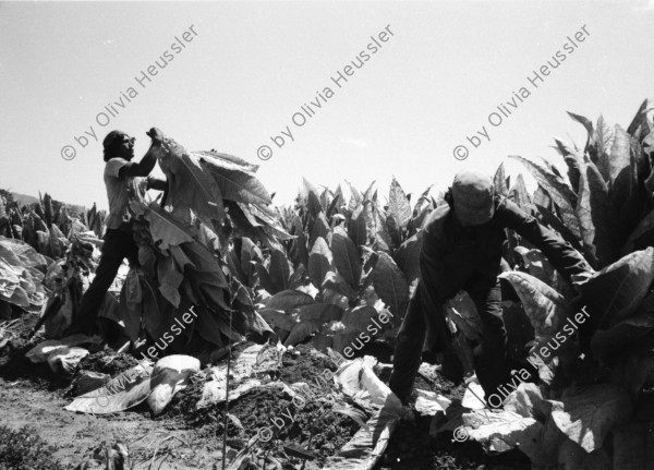 Image of sheet 19860160 photo 38: © 1986, olivia heussler /www.clic.li
Aus: Der Traum von Solentiname / The dream of Solentiname / El sueño de Solentiname page 62  co deza mediathek
Aus: von Zeit zu Zeit
Self-organized day care center. El Canton Cooperative Dep. Matagalpa
Guarderia infantil organizada por la cooperativa 

Im neuen Kindergarten der Kaffeecooperative El Canton, Nicaragua 07.86 1986 schlafen die Kleinkinder in kleinen Hängematten. √ Kindergarden

© 1986, OLIVIA HEUSSLER / www.clic.li

gerahmt framed with passepartout 37 x 52 cm
Press archive printed media published with the use of a photography by Olivia Heussler: book.