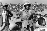 Image of sheet 19860160 photo 40: Frauen arbeiten im Baumwollfeld. Cotton work women woman working field  Jalapa Nueva Segovia
Nicaragua central america 1986
