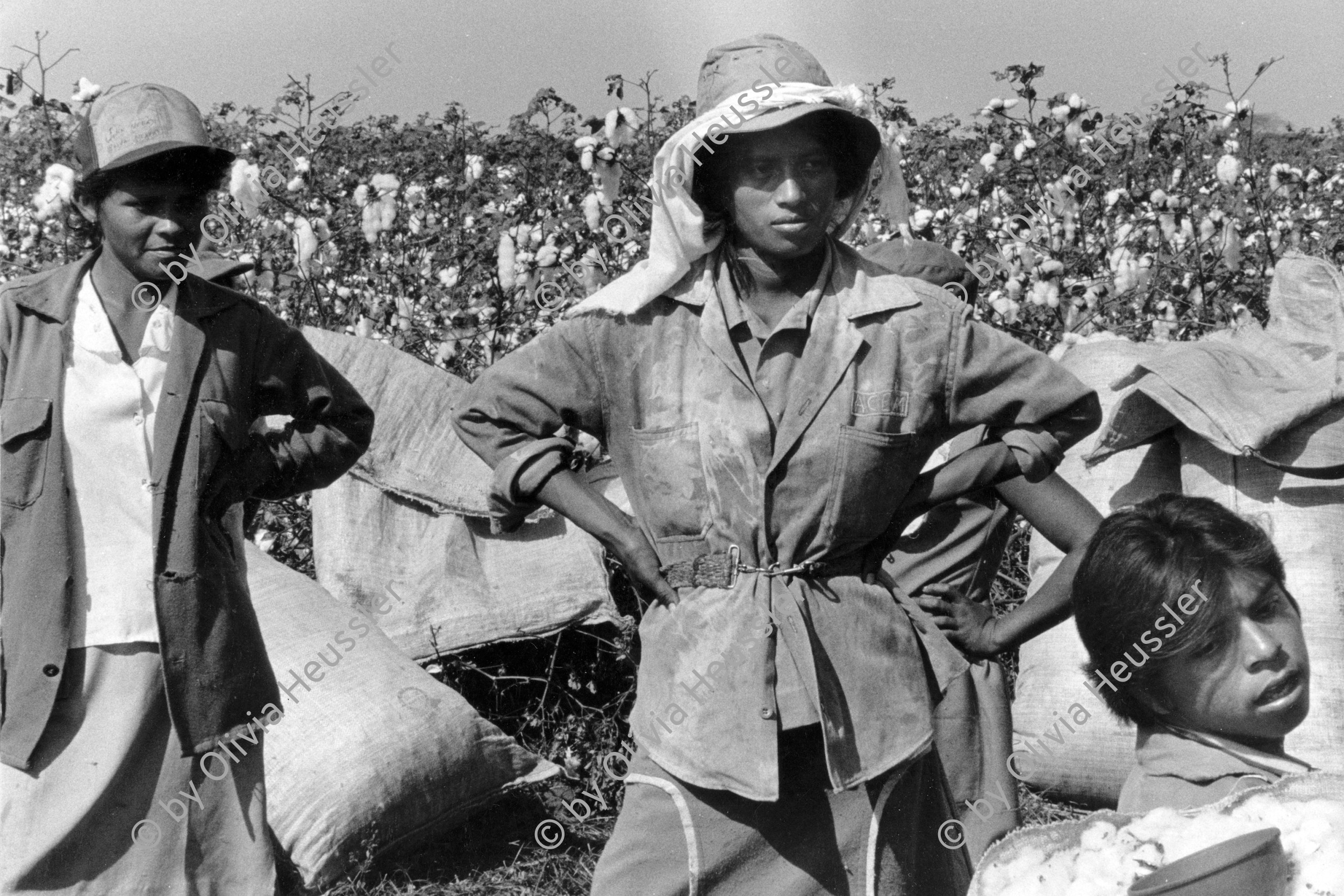 Image of sheet 19860160 photo 40: Frauen arbeiten im Baumwollfeld. Cotton work women woman working field  Jalapa Nueva Segovia
Nicaragua central america 1986