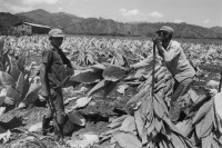 Image of sheet 19860160 photo 42: Bauern bei der Tabakernte. Nicaragua, 1986 √ farming industry tobacco plants harvest farmer work arbeit arbeiter
© 1986, OLIVIA HEUSSLER / www.clic.li
