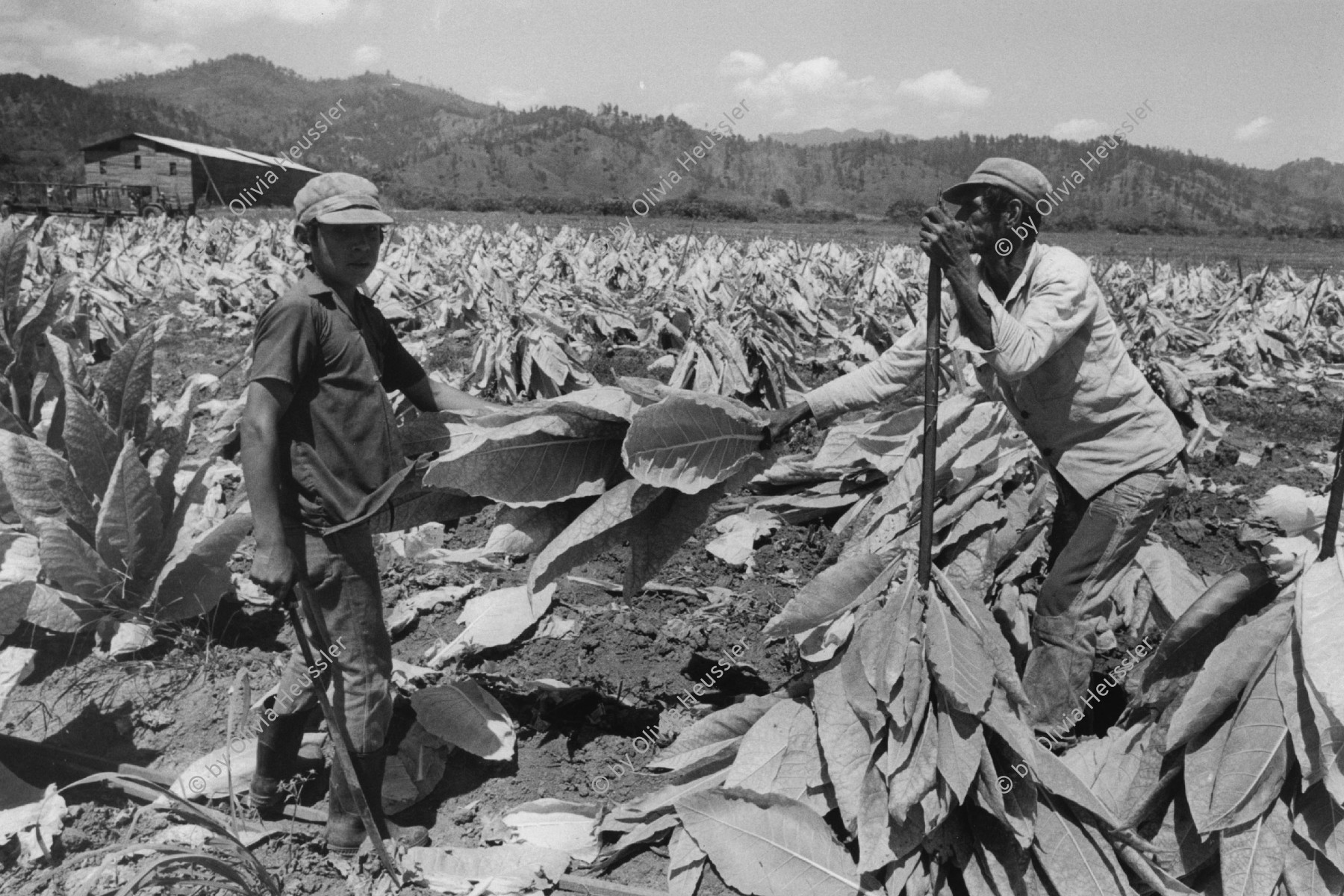 Image of sheet 19860160 photo 42: Bauern bei der Tabakernte. Nicaragua, 1986 √ farming industry tobacco plants harvest farmer work arbeit arbeiter
© 1986, OLIVIA HEUSSLER / www.clic.li