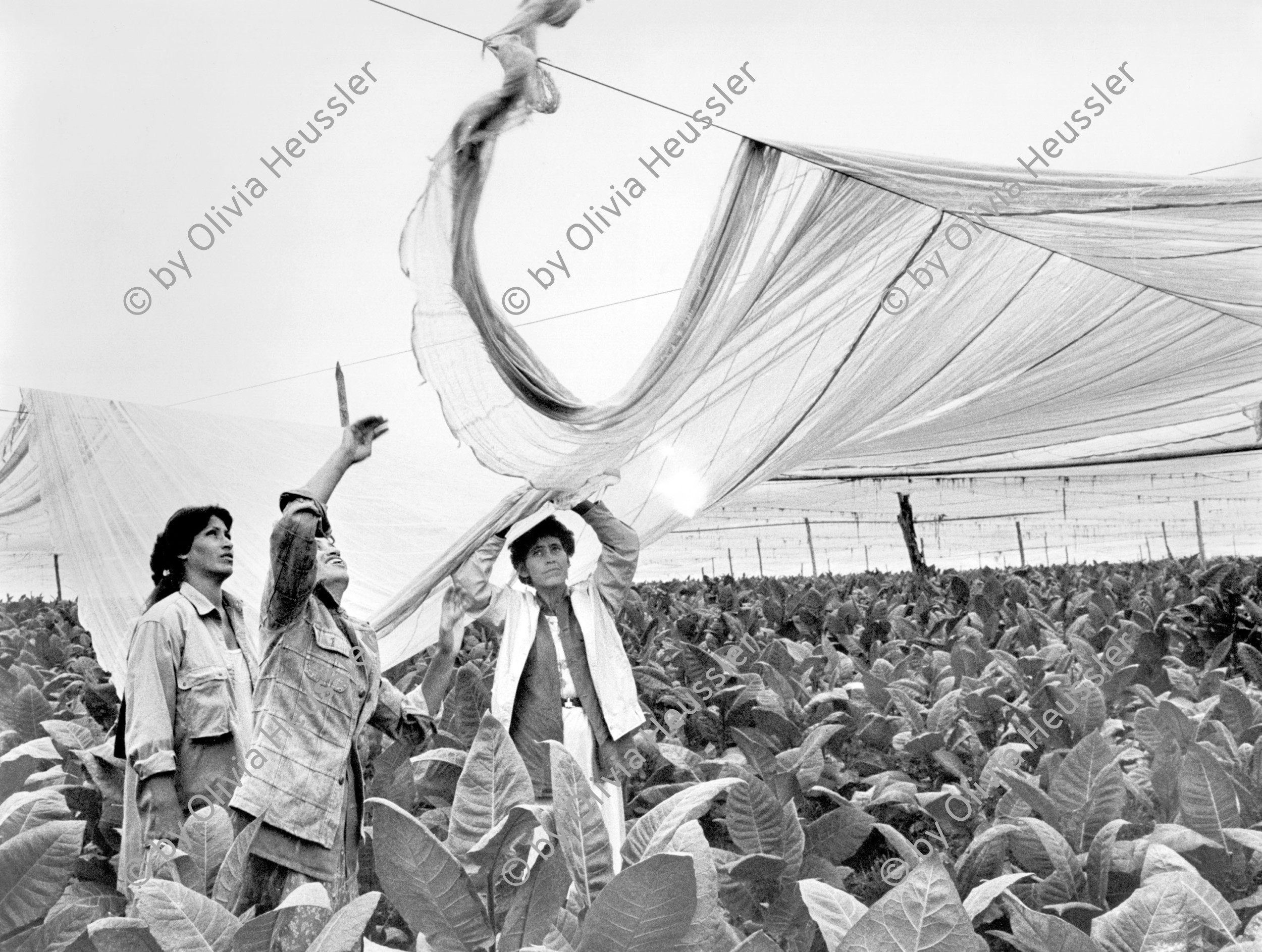 Image of sheet 19860160 photo 44: Für den Fotoroman Folleto «Vamos» für die ATC  Tabak und Kaffee. Die Frauen geben uns die Informationen
 über die momentanen Zustände in der Arbeit. Nicaragua 1986