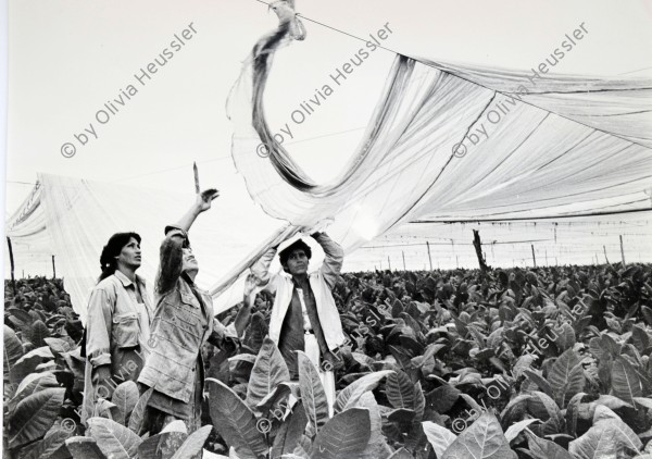 Image of sheet 19860160 photo 44: Für den Fotoroman Folleto «Vamos» für die ATC  Tabak und Kaffee. Die Frauen geben uns die Informationen
 über die momentanen Zustände in der Arbeit. Nicaragua 1986