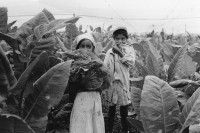 Image of sheet 19860161 photo 21: Kinder während dem Tabakpflücken. Jalapa Nicaragua 1986 √ tobacco plantation children child work girl tabak Arbeit