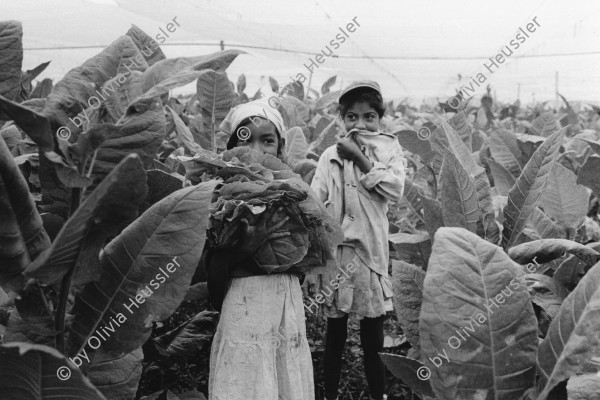 Image of sheet 19860161 photo 21: Kinder während dem Tabakpflücken. Jalapa Nicaragua 1986 √ tobacco plantation children child work girl tabak Arbeit