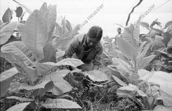 Image of sheet 19860161 photo 22: frtsg. für ATC Reste der Filme liegen bei ATC. Copyright auch dort. Ein Berg frischgebackener Tortillas. Frauen und Männer bringen ihre vollen Baumwollsäcke zum wiegen. Gruppenbild. Tabak. Mann auf Pferd mit Waffe. AK 47. Milizionär . CDS. Defensa Sandinista. Eine Frau sticht wie eine Blume aus der Tabakpflanze. Die Bepflanzungen sind mit weissen Baumwollnezten überspannt. Zwei Kinder verdecken ihre Gesichter und stehen mitten im Feld. Für den Fotoroman posieren die Arbeiterinnen für mich vor ihrem Haus. Ein alter bewaffneter Sandinist auf einem Pony im Baumwollfeld. Nicaragua Jalapa 1986