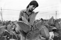 Image of sheet 19860161 photo 26: Jalapa Tobacco work women agriculture farming farm