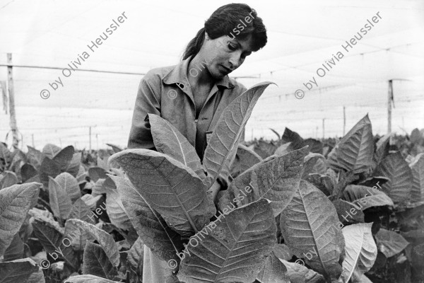 Image of sheet 19860161 photo 26: Jalapa Tobacco work women agriculture farming farm