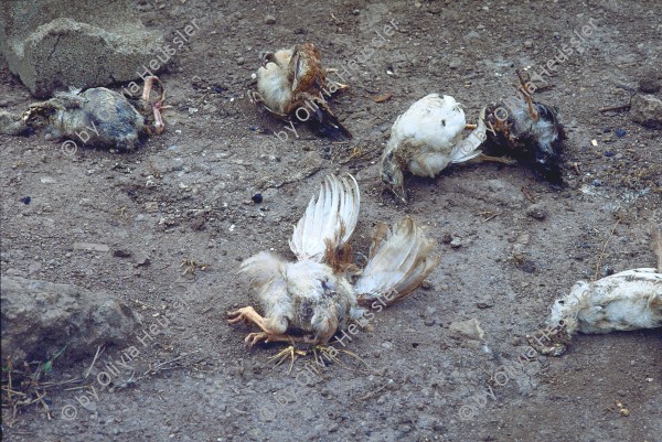 Image of sheet 19863000 photo 3: Tote Hühner nach einem Contra-Angriff auf die Kooperative Polo de Yale, Nicaragua 1986. Exhibition Bildbruchbild
Aus: «Der Traum von Solentiname» EPF, Zürich 
«El Sueño de Solentiname» IHNCA Managua p.111