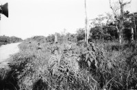 Image of sheet 19870021 photo 14: In Rama-Key eine kleine Familie  Miskito Kinder sitzen um ihre schwangere Mutter. Hund auf Kalb. Militär Army FSLN Sandinisten Sandinist Im Militärischen Ausbildungslager in Bluefields, sandinistische Soldaten marschieren in Reih und Glied an der heissen Sonne. Bockspringen. Vogel sitzt in Palme. Soldat macht Peace-Victory Zeichen. Schweizer Rundschau TV-Journalistin Annemarie Friedli SF. Soldaten bewaffnet im Feld. Hafen von Bluefields. Siedlung.

Región Autónoma del Atlántico Sur (Spanish for Autonomous Region of the Southern Atlantic), sometimes shortened to RAAS, is one of two autonomous regions in Nicaragua. It covers an area of 27,407 km² and has a population of 382,100 (2005 census). The capital is Bluefields. Nicaragua 1987