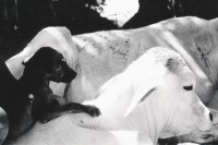 Image of sheet 19870021 photo 36: Hund auf Kalb.

Región Autónoma del Atlántico Sur (Spanish for "Autonomous Region of the Southern Atlantic"), sometimes shortened to RAAS, is one of two autonomous regions in Nicaragua. It covers an area of 27,407 km² and has a population of 382,100 (2005 census). The capital is Bluefields. Nicaragua 1987 √