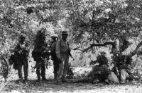 Image of sheet 19870050 photo 20: Ejercito Pobular Sandinista EPS  Sandinisten Army Military Miltär Manöver in der Nähe des Vulkan Telica in Chinandega. Artillerie und Infanterie Soldat alleine. Für SI mit Hanspeter Bürgin. Nicaragua 1987 √  soldier AK-47