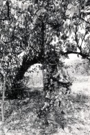 Image of sheet 19870050 photo 21: Ejército Pobular Sandinista EPS  Sandinisten Army Military Miltär macht Manöver in der Nähe des Vulkan Telica in Chinandega. Es ist heiss und staubig. Die Soldaten tarnen sich mit Blätter und Aesten eines Baum Artillerie und Infanterie Soldat sitzt  sitzt neben dem Baum. Getarnter Armee Soldier Army Military Soldat alleine. Für SI mit Hanspeter Bürgin. Nicaragua 1987 tarnung 
√ soldier troops army military eps sandinist central america war training camouflage