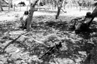 Image of sheet 19870050 photo 4: Ejercito Pobular Sandinista EPS  Sandinisten Army Military Miltär macht Manöver in der Nähe des Vulkan Telica in Chinandega. Es ist heiss und staubig.  Artillerie und Infanterie Soldat sitzt an Maschienengwehr die Patronen liegen im Sand. Ein kleines Kücken sitzt neben dem Baum. Getarnter Soldat alleine. Für SI mit Hanspeter Bürgin. Nicaragua 1987 munition √ soldier army  volcan bullets machinegun