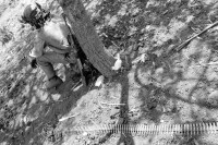 Image of sheet 19870050 photo 5: Ein sandinistischer Soldat macht im Schatten eines Baum Pause Siesta. Chinandega Nicaragua 09.87 1987 √ shadow soldier troops army military eps sandinist central america war training sitting sits under a tree hot weapon bullets waffe kalaschnikow ak-47 maschinengewehr machine gun ammunition gewehr kugeln munition artillery artillerie automatic rifle munition
