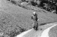 Image of sheet 19870250 photo 12: Frauen Protest Wanderung gegen Staudamm Projekt im Val Madris Kanton Graubünden nach Soglio ins Bergell über 'Bregalia' Pass. Granit Steindächer Berge Uebersicht. Alte Bäuerin auf dem Weg. Frauen Gruppe. Protest im Dorf mit Präsenz von Einwohner. Wald Sterben Waldsterben. Kanton Graubünden 1987 Schweiz