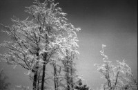 Image of sheet 19870370 photo 3: altes Bauernhaus Schulhaus, Vacherin wird angeboten. Pferd steht im Schnee. Olivia Bodo Lamparski an der Ausstellung in Wangen b. Dübendorf Kulturnäpfli, Züri-Nica Fotoasusstellung Photoausstellung Zürich Nicaragua 1987