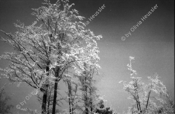 Image of sheet 19870370 photo 3: altes Bauernhaus Schulhaus, Vacherin wird angeboten. Pferd steht im Schnee. Olivia Bodo Lamparski an der Ausstellung in Wangen b. Dübendorf Kulturnäpfli, Züri-Nica Fotoasusstellung Photoausstellung Zürich Nicaragua 1987